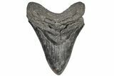 Fossil Megalodon Tooth - South Carolina #197864-1